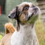 Un Zuchon de long pelage soyeux brun et blanc,