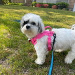 Un Zuchon bicolore debout sur une surface herbac&eacute;e et porte une laisse rose