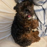 Un Zuchon de pelage marron allong&eacute; tout en tirant la langue hors de sa gueule 