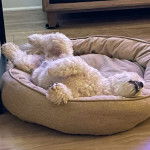 Un Zuchon de pelage blanc allongz dans un lit et semble apaiser