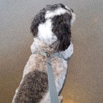 Un Zuchon de pelage blanc et noir debout dans du sable et tenue par une laisse