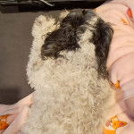 Un Zuchon bicolore allong&eacute; et qui semble endormi