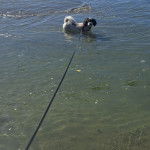 Un Zuchon de pelage blanc et noir debout dans de l'eau et semble joueur