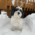Un Zuchon de pelage blanc et marron debout dans la neige et semble d&eacute;tendu