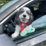 Un zuchon de fourrure blanche et marron debout dans une voiture et porte un habit rouge 