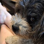 Photo montrant un Zuchon de pelage gris et noir regardant la cam&eacute;ra