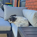 Un Zuchon de pelage blanc et noir allong&eacute; sur un canap&eacute; et semble endormi