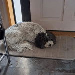 Un Zuchon de pelage beige allong&eacute; sur une moquette et semble endormi