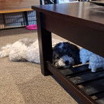 Un Zuchon de pelage blanc et noir allong&eacute; sur un tapis et semble joueur