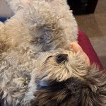 Un Zuchon de pelage marron et blanc allong&eacute; et qui semble heureux 