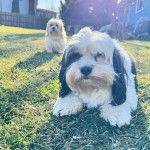 Un petit Zuchon allong&eacute; sur une surface herbac&eacute;e et semble apaiser