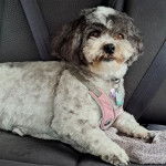 Un Zuchon bicolore allong&eacute; sur un si&egrave;ge et porte une laisse rose