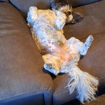 Un Zuchon allong&eacute; sur le dos levant les pattes et semble joueur