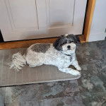 Un Zuchon allong&eacute; sur une moquette tout en regardant la cam&eacute;ra et semble apaiser