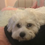 Un Zuchon de pelage blanc allong&eacute; en regardant la cam&eacute;ra et semble d&eacute;tendu