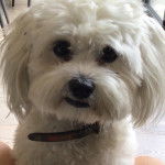 Photo montrant un Zuchon de fourrure blanche assis et portant un collier au cou