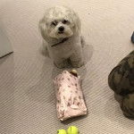 Un Zuchon de pelage blanc assis sur un tapis en regardant la cam&eacute;ra et semble joyeux