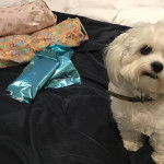 Un Zuchon de pelage blanc assis sur un lit et porte un collier il semble apaiser