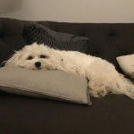 Un Zuchon de pelage blanc allong&eacute; sur un oreiller et semble d&eacute;tendu