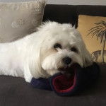 Un Zuchon de pelage blanc allong&eacute; et semble apaiser