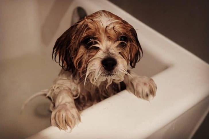 Un Zuchon dans une baignoire, avec un pelage long et bouclé de couleur marron et blanc