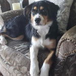 Un Aussalier allongé sur un canapé et semblant détendu 