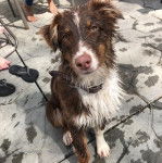 Un Aussalier assis sur une surface bétonnée et portant un collier autour du cou
