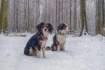 Deux Aussalier assis sur une surface enneigée et portant tous deux un collier autour du cou