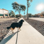 Un Aussalier sur une surface bétonnée et qui est tenu en laisse 