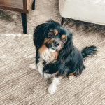 Un Aussalier assis sur une moquette et portant un collier autour du cou 