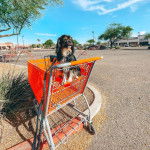 Un Aussalier assis dans un caddie et semblant détendu 