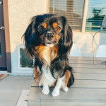 Un Aussalier assis sur une table et regardant vers la caméra 