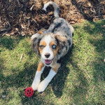 Un Aussalier allongé sur un terrain herbeux et regardant vers la caméra