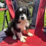 Un Aussalier assis sur une chaise et regardant vers la caméra 