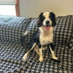 Un Aussalier assis sur un canapé et tirant la langue 