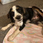 Un Aussalier allongé et regardant vers la caméra 