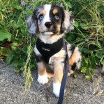 Un Aussalier assis et qui est tenu en laisse 