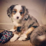 Un chiot Aussalier assis sur un tapis et semblant détendu