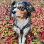 Un Aussalier sur un sol jonchés de feuilles mortes et portant un harnais