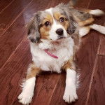 Un Aussalier allongé sur un plancher et portant un collier autour du cou