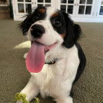 Un Aussalier portant un collier autour du cou et ayant la langue pendante 