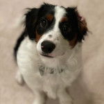 Un Aussalier assis et portant un collier autour du cou