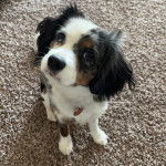 Un Aussalier assis sur une moquette et regardant vers la caméra 