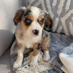 Un Aussalier allongé sur un canapé et regardant vers la caméra 