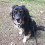 Un Aussalier sur un terrain herbeux et qui est tenu en laisse