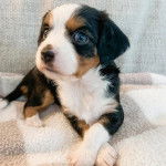 Un chiot Aussalier allongé sur un canapé et semblant détendu