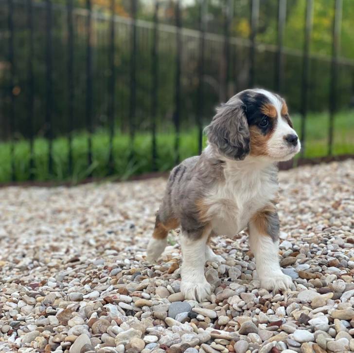 Un chiot Aussalier sur une surface rocailleuse et semblant détendu 