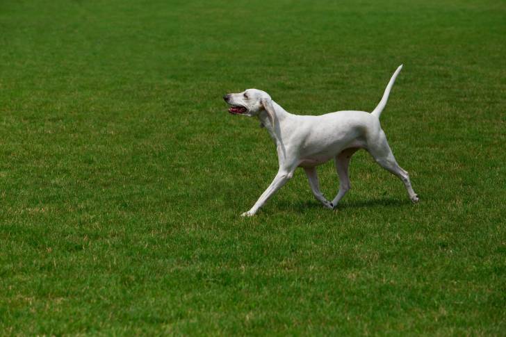 Un chien Billy qui marche dans l'herbe