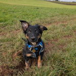 Un Border-Aussie assis sur un terrain herbeux et portant un harnais