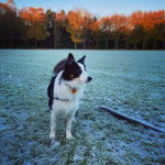Un Border-Aussie sur un terrain herbeux et portant un collier autour du cou